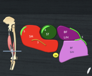 Hamstring and Knee Essentials