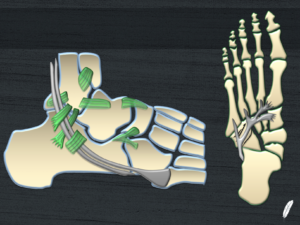 Ankle and Foot Essentials