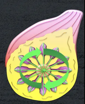 Breast Sonographic Technique